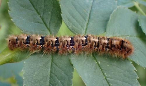 Réf. 334 311 : Lasiocampa quercus